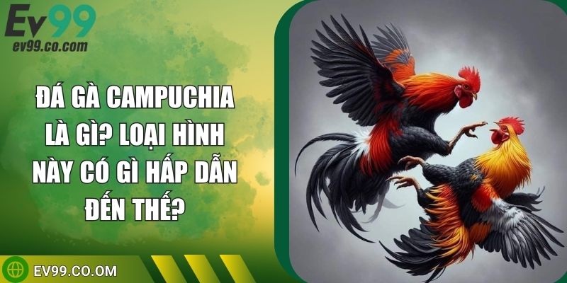 Đá Gà Campuchia Là Gì? Loại Hình Này Có Gì Hấp Dẫn Đến Thế?