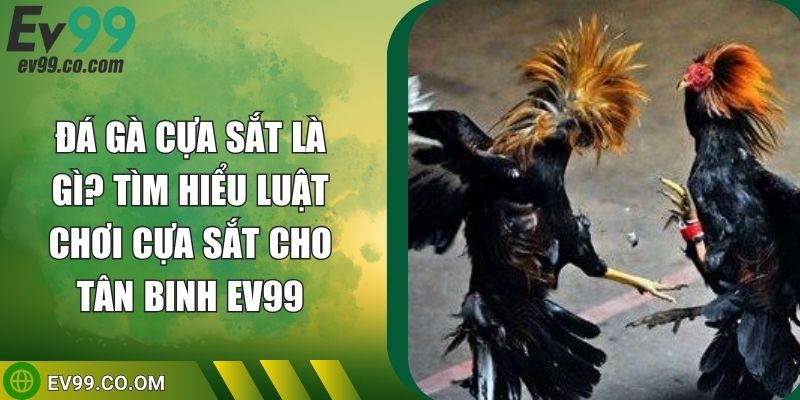 Đá Gà Cựa Sắt Là Gì? Tìm Hiểu Luật Chơi Cựa Sắt Cho Tân Binh EV99