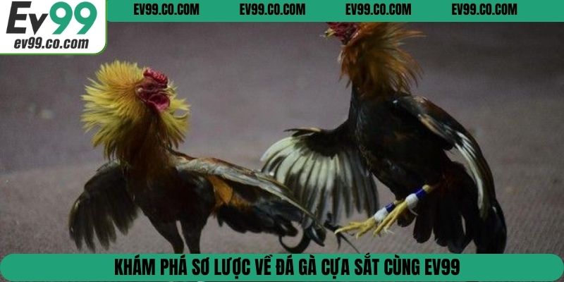 Khám phá sơ lược về đá gà cựa sắt cùng EV99