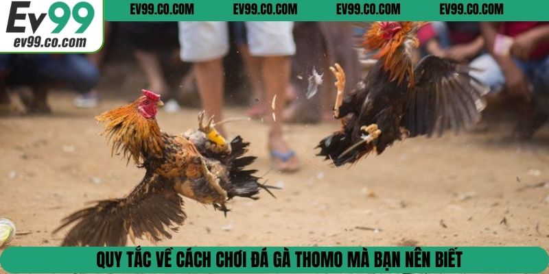 Quy tắc về cách chơi đá gà Thomo mà bạn nên biết