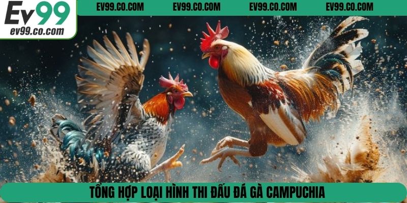 Tổng hợp loại hình thi đấu đá gà Campuchia